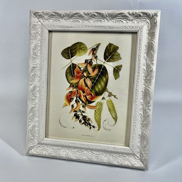 Vintage Floral Botanical Print Flame Of The Forest Print Shabby Chic Frame 11x13 - Picture 2 of 6